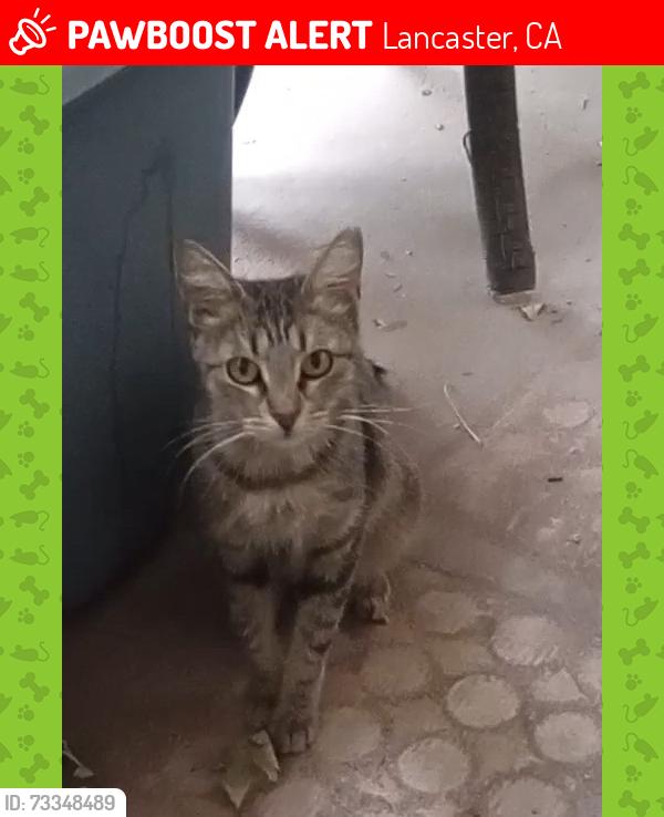 Lost Female Cat last seen Near th street west, Lancaster, CA 93534