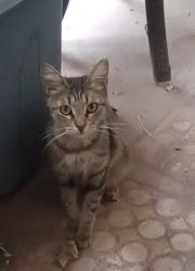 Lost Female Cat last seen Near th street west, Lancaster, CA 93534