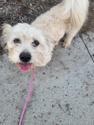 Reunited Male Dog last seen Oceanside CA, Oceanside, CA 92057