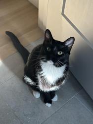 Lost Male Cat last seen 12th street and Harrison street, near Colorado Blvd, Denver, CO 80206