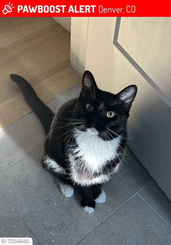 Lost Male Cat last seen 12th street and Harrison street, near Colorado Blvd, Denver, CO 80206