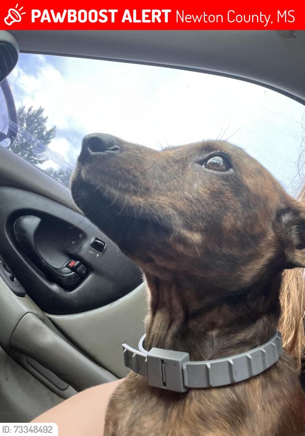 Lost Female Dog last seen Decatur McElhenney rd land near the pond, Newton County, MS 39327