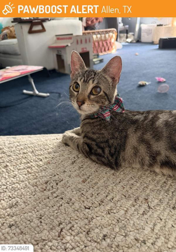 Found/Stray Female Cat last seen Ridgeview dr, Allen, TX 75002