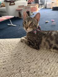 Found/Stray Female Cat last seen Ridgeview dr, Allen, TX 75002