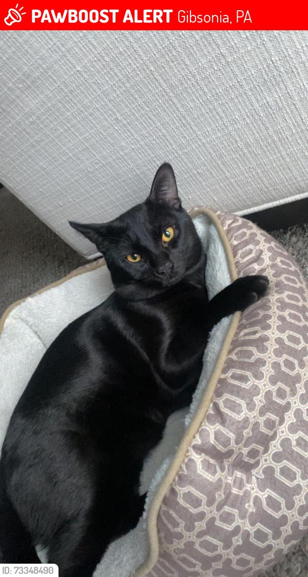 Lost Male Cat last seen Gibsonia street, Gibsonia, PA 15044