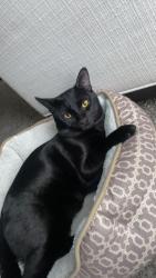 Lost Male Cat last seen Gibsonia street, Gibsonia, PA 15044