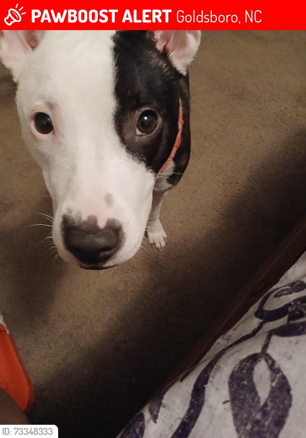 Lost Female Dog last seen Dixie Trail, AP Emissions Technologies, and S US-117 Hwy, Goldsboro, NC 27530