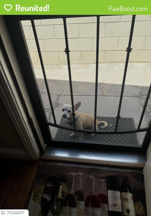 Reunited Male Dog last seen San Marcos and Carey, Las Vegas, NV 89115