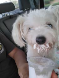 Reunited Female Dog last seen Oceanside CA, Oceanside, CA 92057