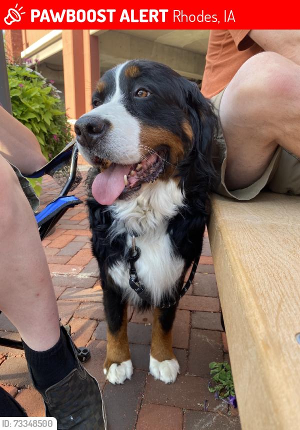 Lost Female Dog last seen Canfield/oak and 295th, Rhodes, IA 50234