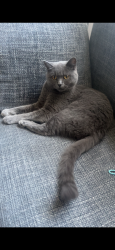 Lost Female Cat last seen Manningham, welbury drive, Manningham, England BD8 7QH