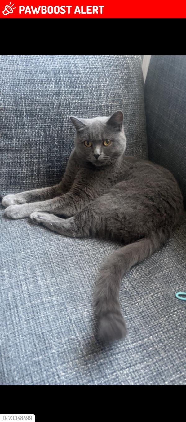 Lost Female Cat last seen Manningham, welbury drive, Manningham, England BD8 7QH