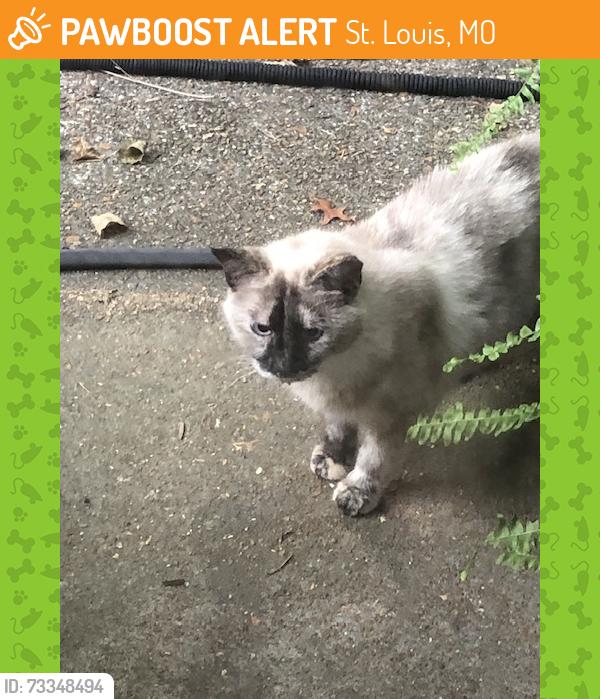 Found/Stray Unknown Cat last seen McCausland and Horner Ave, St. Louis, MO 63117