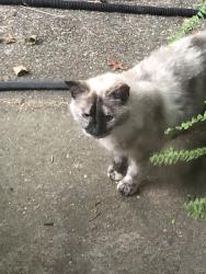Found/Stray Unknown Cat last seen McCausland and Horner Ave, St. Louis, MO 63117