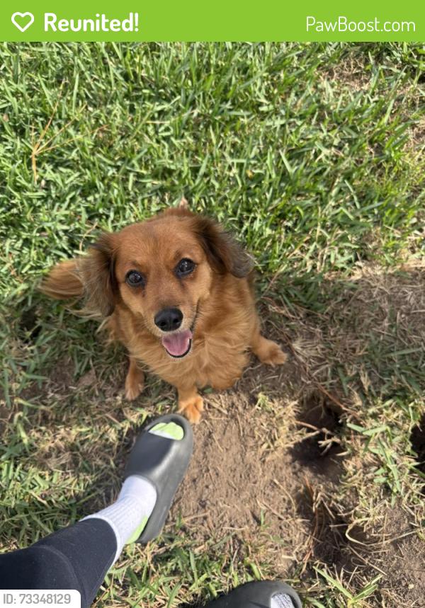 Reunited Female Dog last seen Sageblossom Dr, Houston, TX 77089