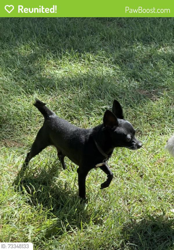 Reunited Male Dog last seen Dessert In/Pecos, Las Vegas, NV 89121
