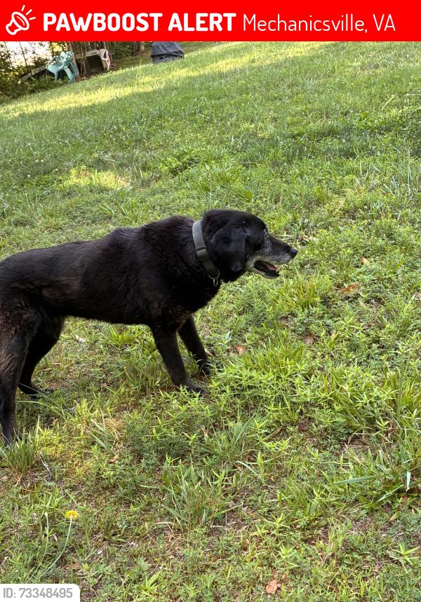 Lost Male Dog last seen Near Lincoln Rd, Mechanicsville, VA, Mechanicsville, VA 23116