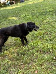 Lost Male Dog last seen Near Lincoln Rd, Mechanicsville, VA, Mechanicsville, VA 23116