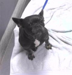 Shelter Stray Female Dog last seen Near BLOCK MAHAN DR, TALLAHASSEE FL 32308, 1125 Easterwood Dr, Tallahassee, FL 32311, USA