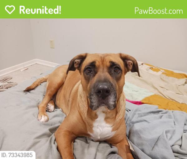 Reunited Female Dog last seen Between Glenwood Ave & Beaudry Lake, by Powell Park., Big Lake, MN 55309