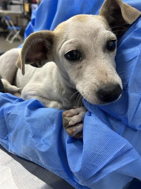 Shelter Stray Female Dog last seen Near BLOCK E WHITE AVE, FRESNO CA 93702 2361, 5277 E Airways Blvd, Fresno, CA 93727, USA