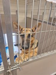 Shelter Stray Male Dog last seen Near BLOCK WINCHESTER, 3001 2nd St SW, Albuquerque, NM 87105, USA