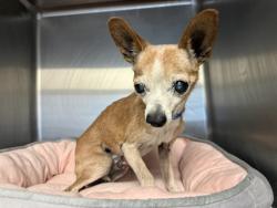 Shelter Stray Male Dog last seen , 5210 W Ave I, Lancaster, CA 93536, USA