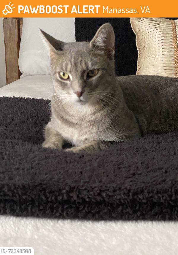 Found/Stray Female Cat last seen Chatsworth Dr, Manassas, VA 20109