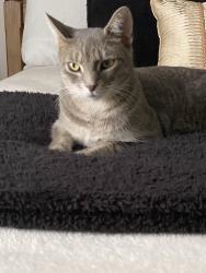 Found/Stray Female Cat last seen Chatsworth Dr, Manassas, VA 20109