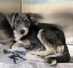 Shelter Stray Male Dog last seen , 957 N Gaffey St, San Pedro, CA 90731, USA