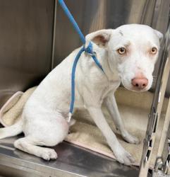 Shelter Stray Male Dog last seen , 957 N Gaffey St, San Pedro, CA 90731, USA