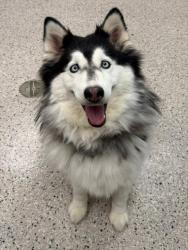 Shelter Stray Female Dog last seen Near BLOCK W. BROMLEY LN. (WALMART), 12155 Park Blvd, Brighton, CO 80601, USA
