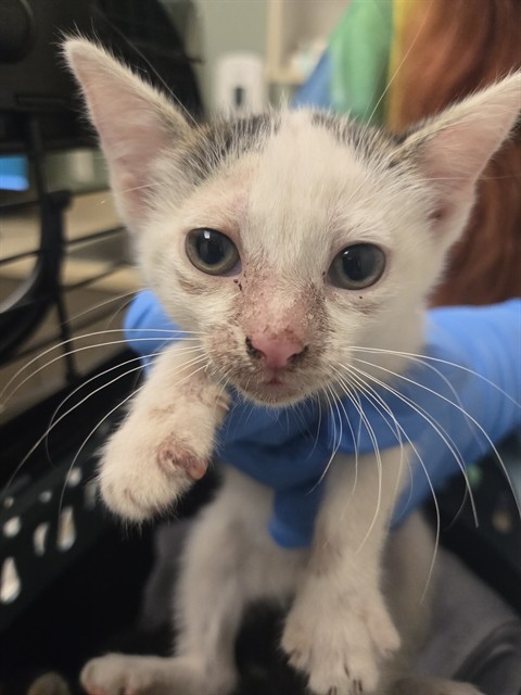 Shelter Stray Female Cat last seen PEARL ST, 12155 Park Blvd, Brighton, CO 80601, USA