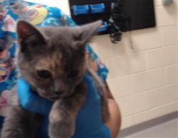 Shelter Stray Female Cat last seen Near BLOCK W WESLEY AVE, DENVER CO 80219, 1241 W Bayaud Ave, Denver, CO 80223, USA