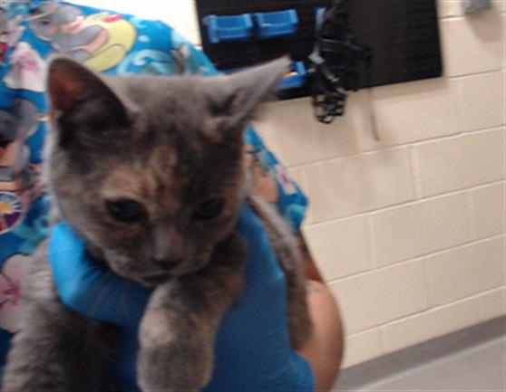 Shelter Stray Female Cat last seen Near BLOCK W WESLEY AVE, DENVER CO 80219, 1241 W Bayaud Ave, Denver, CO 80223, USA