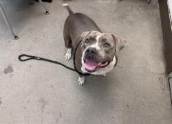 Shelter Stray Female Dog last seen , 4000 N Silverbell Rd, Tucson, AZ 85745, USA