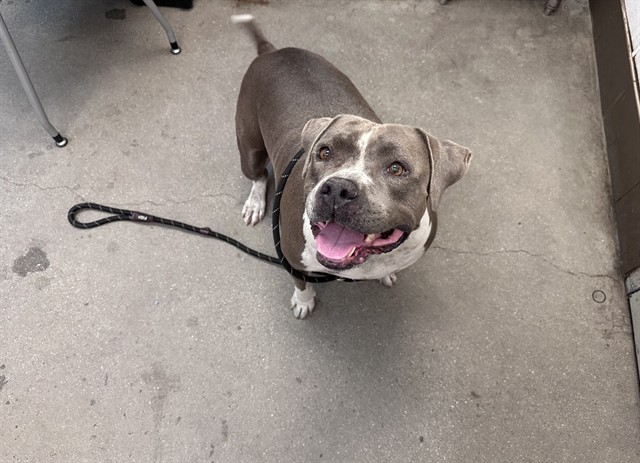 Shelter Stray Female Dog last seen , 4000 N Silverbell Rd, Tucson, AZ 85745, USA