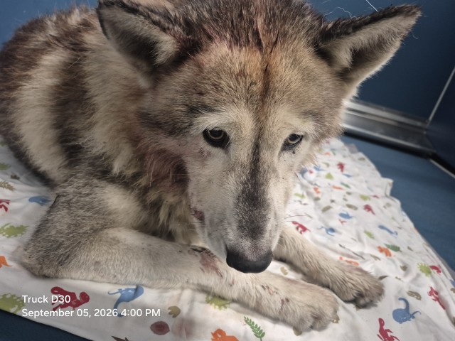 Shelter Stray Male Dog last seen Near BLOCK PROCTOR ST, DETROIT, MI, 7401 Chrysler Dr, Detroit, MI 48211, USA