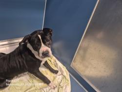 Shelter Stray Male Dog last seen Near BLOCK PROCTOR ST, DETROIT, MI, 7401 Chrysler Dr, Detroit, MI 48211, USA