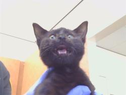 Shelter Stray Female Cat last seen MADISON AVE/MANZANITA, 95841, 3839 Bradshaw Rd, Sacramento, CA 95827, USA