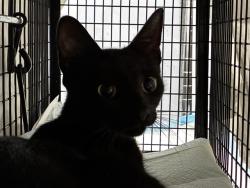 Shelter Stray Female Cat last seen Near BLOCK S FEDERAL HWY, DANIA FL 33004, 2400 SW 42nd St, Fort Lauderdale, FL 33312, USA