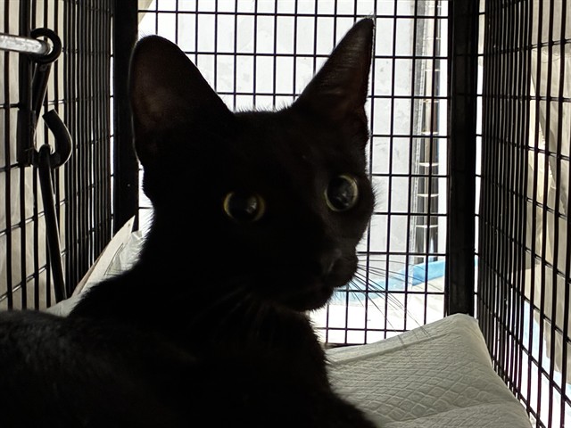Shelter Stray Female Cat last seen Near BLOCK S FEDERAL HWY, DANIA FL 33004, 2400 SW 42nd St, Fort Lauderdale, FL 33312, USA