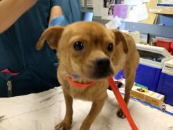 Shelter Stray Male Dog last seen Near BLOCK BUCHANAN ST, RIVERSIDE CA 92503, 6851 Van Buren Boulevard, Jurupa Valley, CA 92509, USA