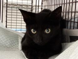 Shelter Stray Female Cat last seen Near BLOCK S FEDERAL HWY, DANIA FL 33004, 2400 SW 42nd St, Fort Lauderdale, FL 33312, USA