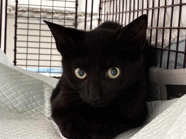 Shelter Stray Female Cat last seen Near BLOCK S FEDERAL HWY, DANIA FL 33004, 2400 SW 42nd St, Fort Lauderdale, FL 33312, USA