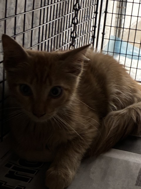 Shelter Stray Male Cat last seen Near BLOCK S FEDERAL HWY, DANIA FL 33004, 2400 SW 42nd St, Fort Lauderdale, FL 33312, USA