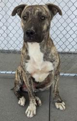 Shelter Stray Male Dog last seen Near BLOCK KELLY ST, MOJAVE CA 93501, 3951 Fruitvale Ave, Bakersfield, CA 93308, USA