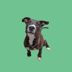 Shelter Stray Male Dog last seen Near BLOCK WINGS WAY, BAKERSFIELD CA 93308, 3951 Fruitvale Ave, Bakersfield, CA 93308, USA