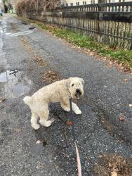 Reunited Female Dog last seen Monroe Park, Ogden, UT 84403