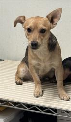 Shelter Stray Male Dog last seen Near BLOCK PANAMA RD, LAMONT CA 93241, 3951 Fruitvale Ave, Bakersfield, CA 93308, USA